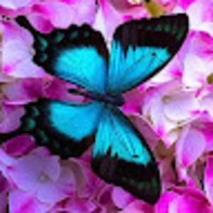 Meet your Posher, Maylin